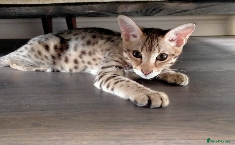 Savannah cats - Advert 1