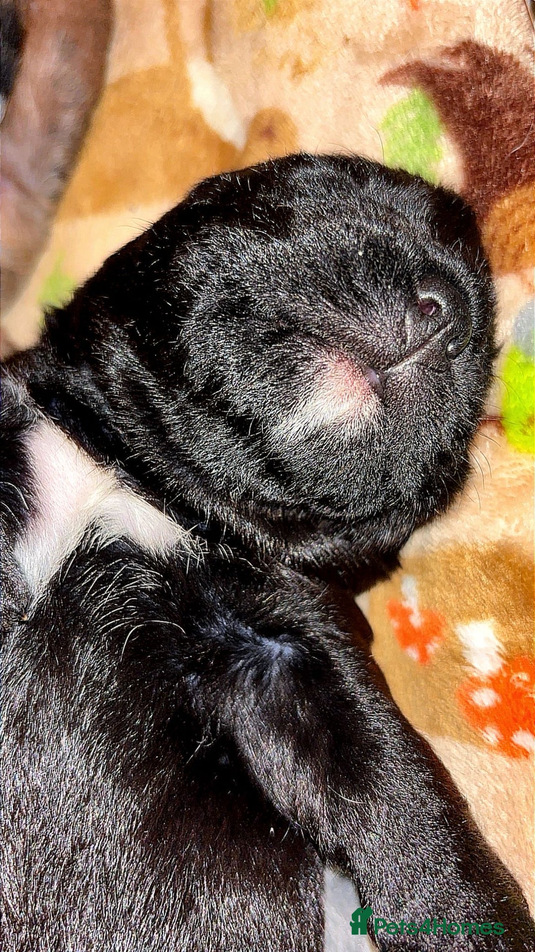 American Bully dogs for sale: RARE FLUFFY POCKET BULLIES - Image 11