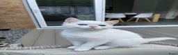 Scottish Fold cats for sale: PUREBRED GOLDEN CHINCHILLA SCOTTISH FOLD KITTENS  in Basildon - Advert 8