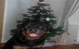 Rottweiler dogs for sale: 3 Year old Rottweiler for sale  - Image 6
