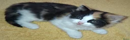 British Longhair cats for sale: 2 Beautiful Longhaired Kittens 1 Male 1 Female. in Dudley - Advert 8