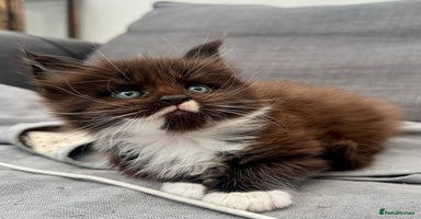 Maine Coon cats - Advert 5