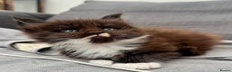 Maine Coon cats for sale: Champions- Bloodline Purebred Maine Coon Kittens  - Advert 2