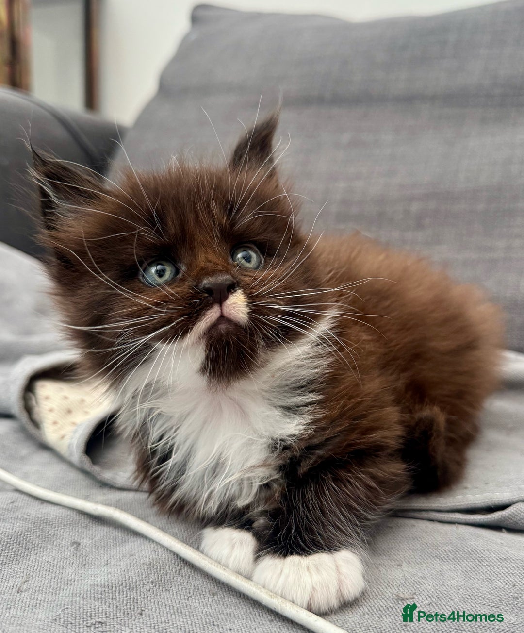 Maine Coon cats for sale: Champions- Bloodline Purebred Maine Coon Kittens  - Advert 2