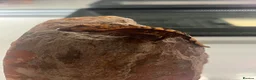 Gecko reptiles for sale: Stunning baby crested geckos - Advert 12
