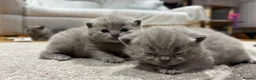 British Shorthair cats for sale: Beautiful kitties - Advert 3