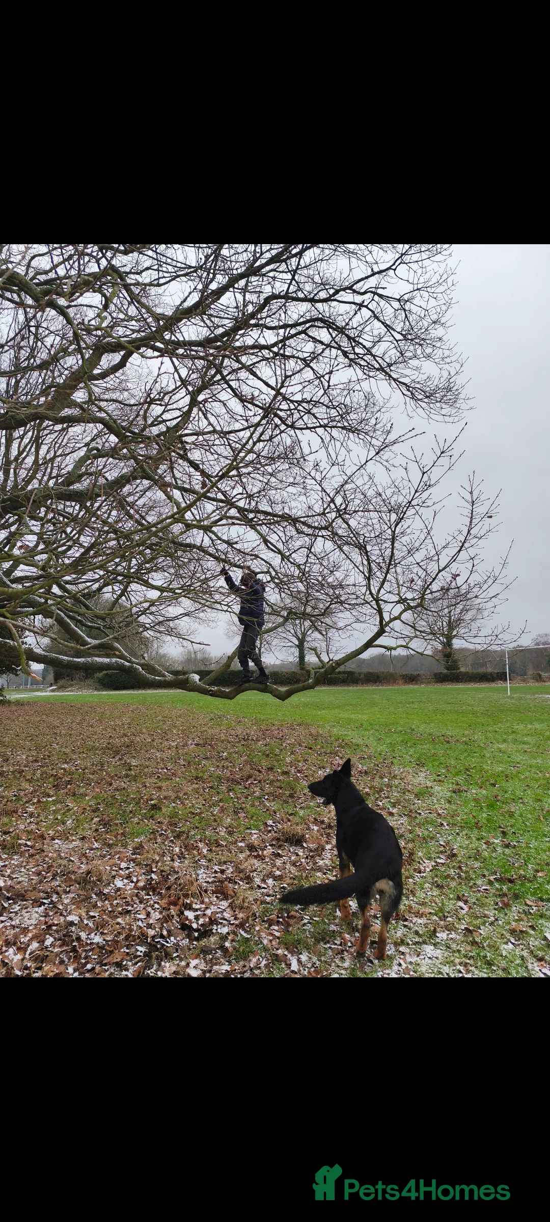 German Shepherd dogs for sale: 2 Female German Shepherd Alsatian Rehome together - Advert 7