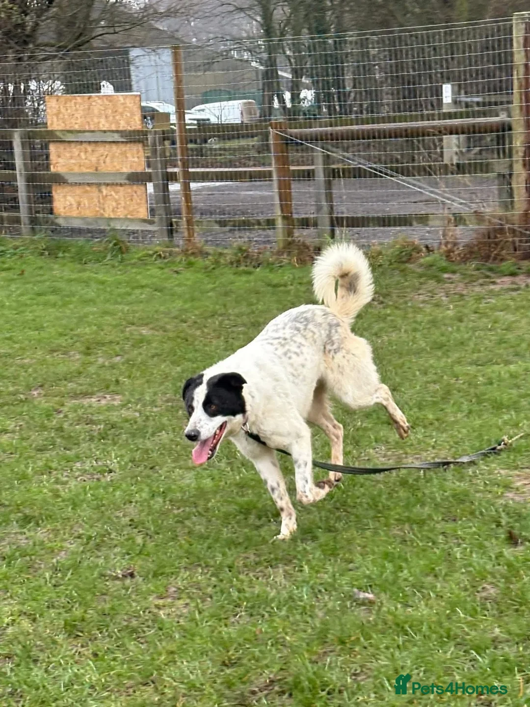 Mixed Breed dogs for adoption: Desmond - Norwich Norfolk  - Advert 10