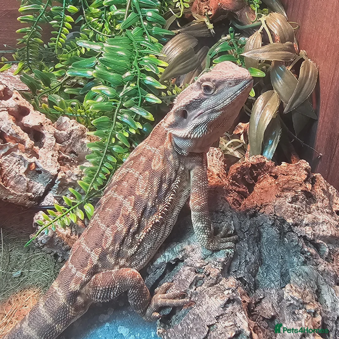 Bearded Dragon reptiles for sale: Spyro the Dragon  - Advert 4