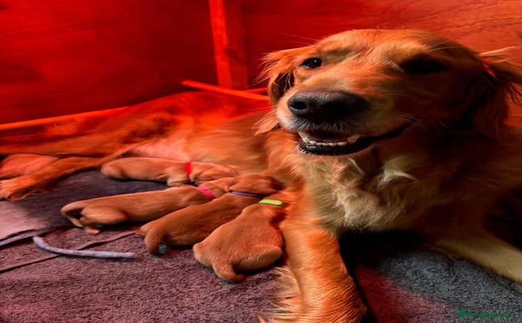 Golden Retriever dogs - Advert 7