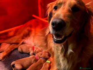 Golden Retriever dogs - Advert 9