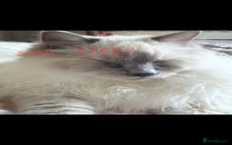 Ragdoll cats for sale: Three gorgeous ragdolls for sale  - Image 3