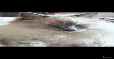Ragdoll cats - Advert 4