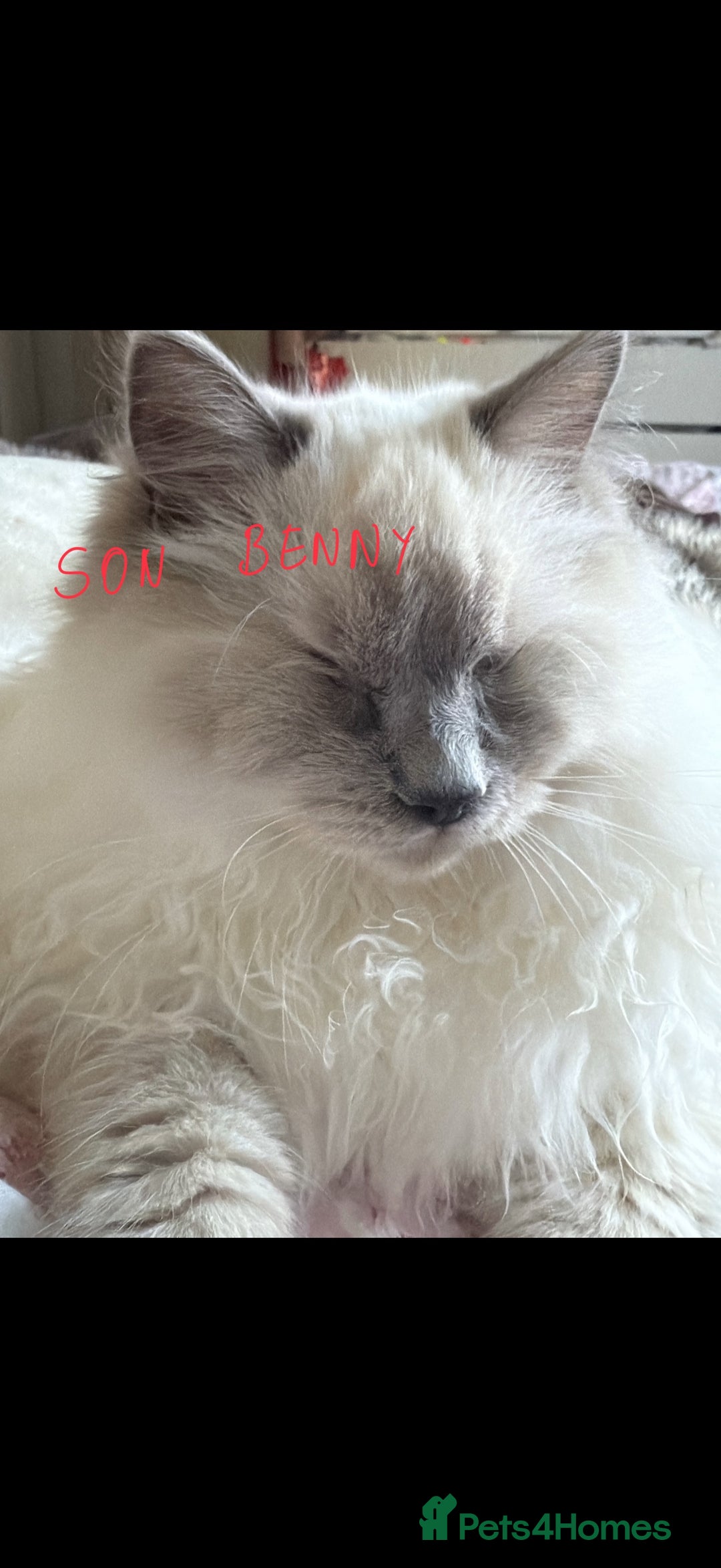 Ragdoll cats for sale: Three gorgeous ragdolls for sale  - Image 3