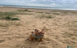 Mixed Breed dogs for sale: Female French x Old Tyme English bulldog - Image 1