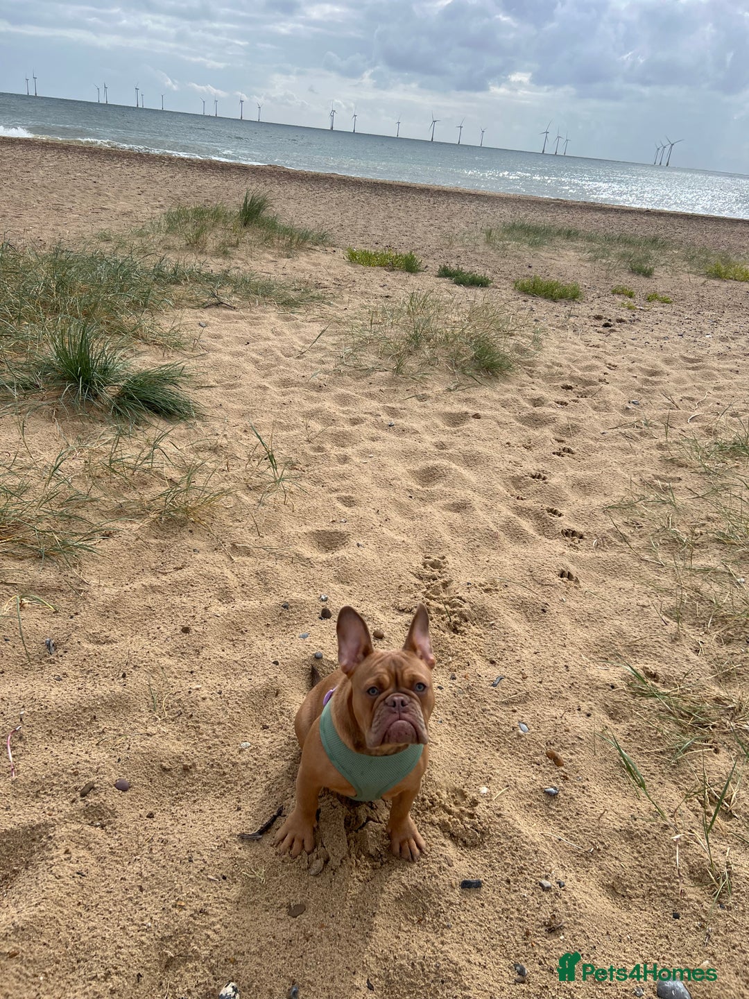 Mixed Breed dogs for sale: Female French x Old Tyme English bulldog - Image 1