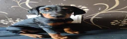 Dobermann dogs for sale: Adorable Doberman puppies  - Advert 19