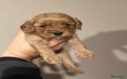 Cavapoo dogs for sale: 🐶 Beautiful Red Cavapoo Puppies – Ready November  - Image 38