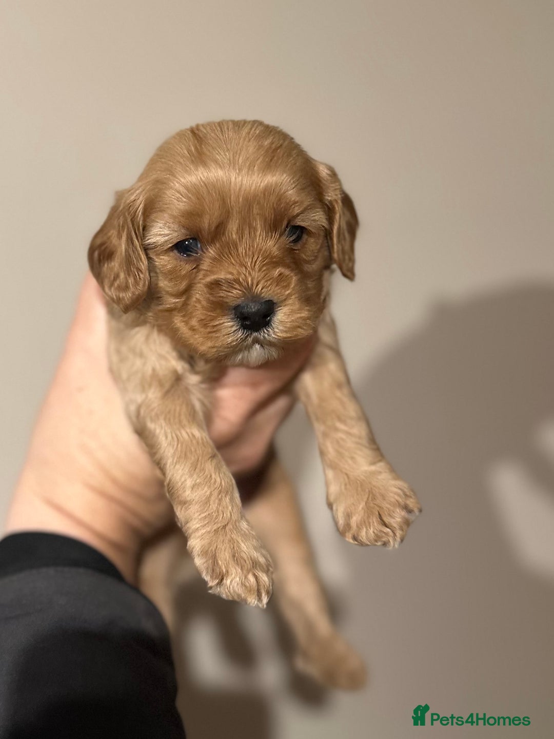 Cavapoo dogs for sale: 🐶 Beautiful Red Cavapoo Puppies – Ready November  - Image 38