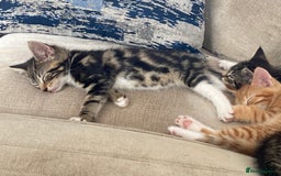 Mixed Breed cats for sale: Beautiful kittens - Image 3