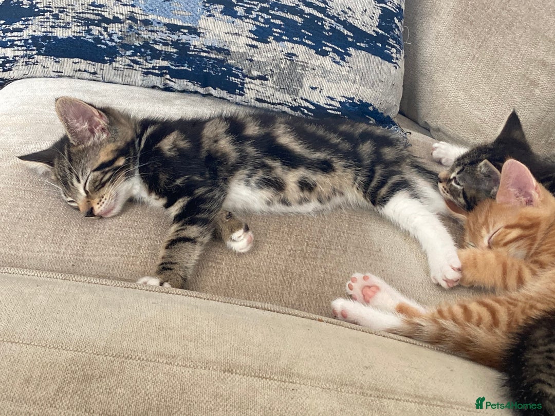 Mixed Breed cats for sale: Beautiful kittens - Image 3