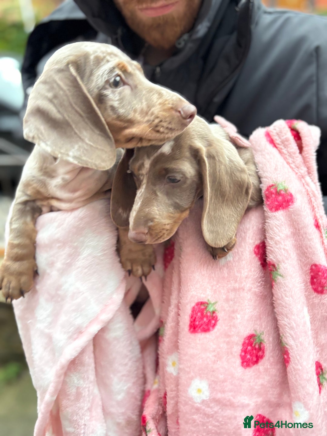 Miniature Dachshund dogs for sale: Miniature dachshund girl  - Advert 2