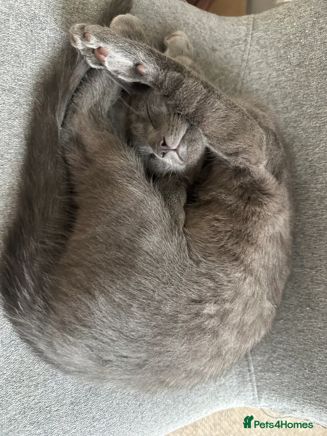 Mixed Breed cats for sale: Stunning grey kitten - Advert 2