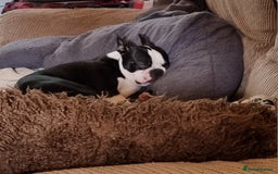Boston Terrier dogs for stud: KC Reg Boston Terrier for Stud - Image 14