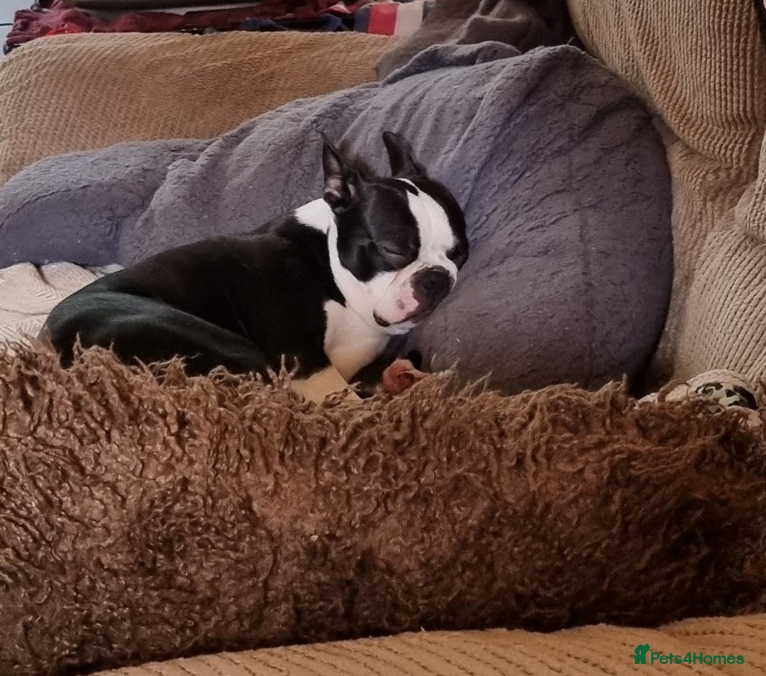Boston Terrier dogs for stud: KC Reg Boston Terrier for Stud - Image 14