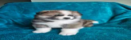 Japanese Akita Inu dogs for sale: RKC Registered Puppy Litter - Advert 34