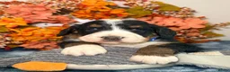 Bernedoodle dogs for sale: F1 tri-color bernedoodle pups - Advert 17