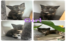 Domestic Shorthair cats for sale: Kittens for sale 3 x girls 1 x boy - Image 4