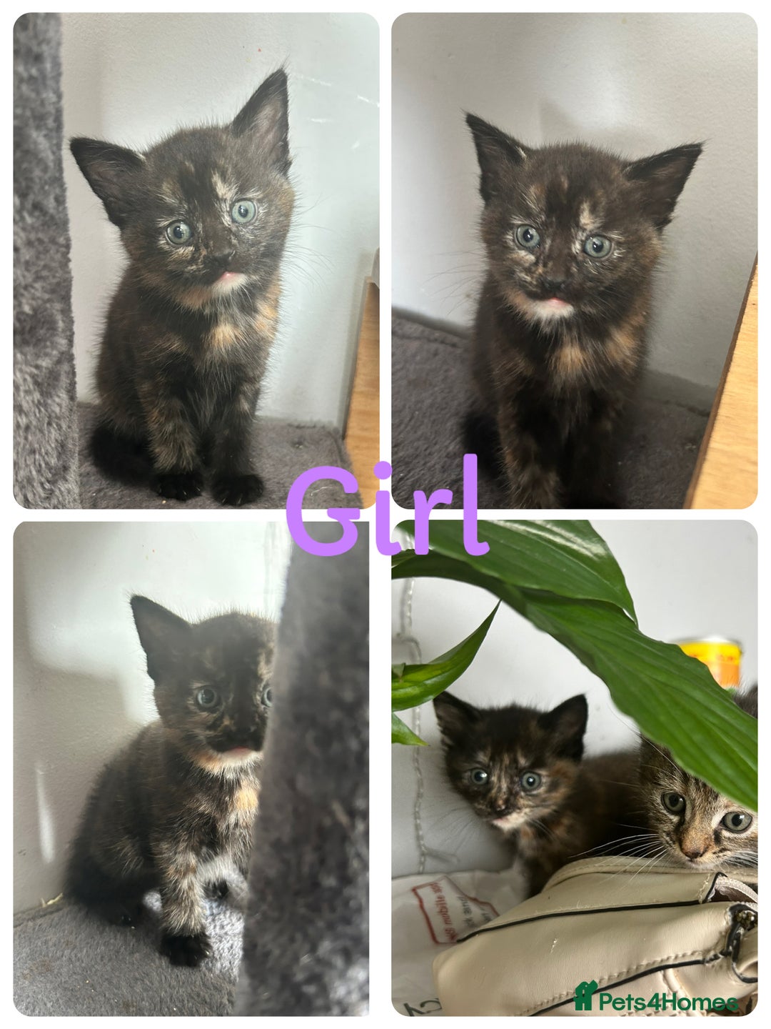 Domestic Shorthair cats for sale: Kittens for sale 3 x girls 1 x boy - Image 4