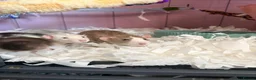 Rat rodents for sale: 5 rats for sale, three group and separate 2 rats - Advert 5