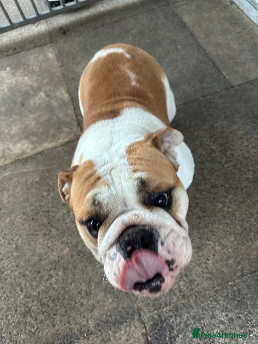 English Bulldog dogs for sale: Beautiful healthy pet female bulldog 2.5yrs old - Advert 5