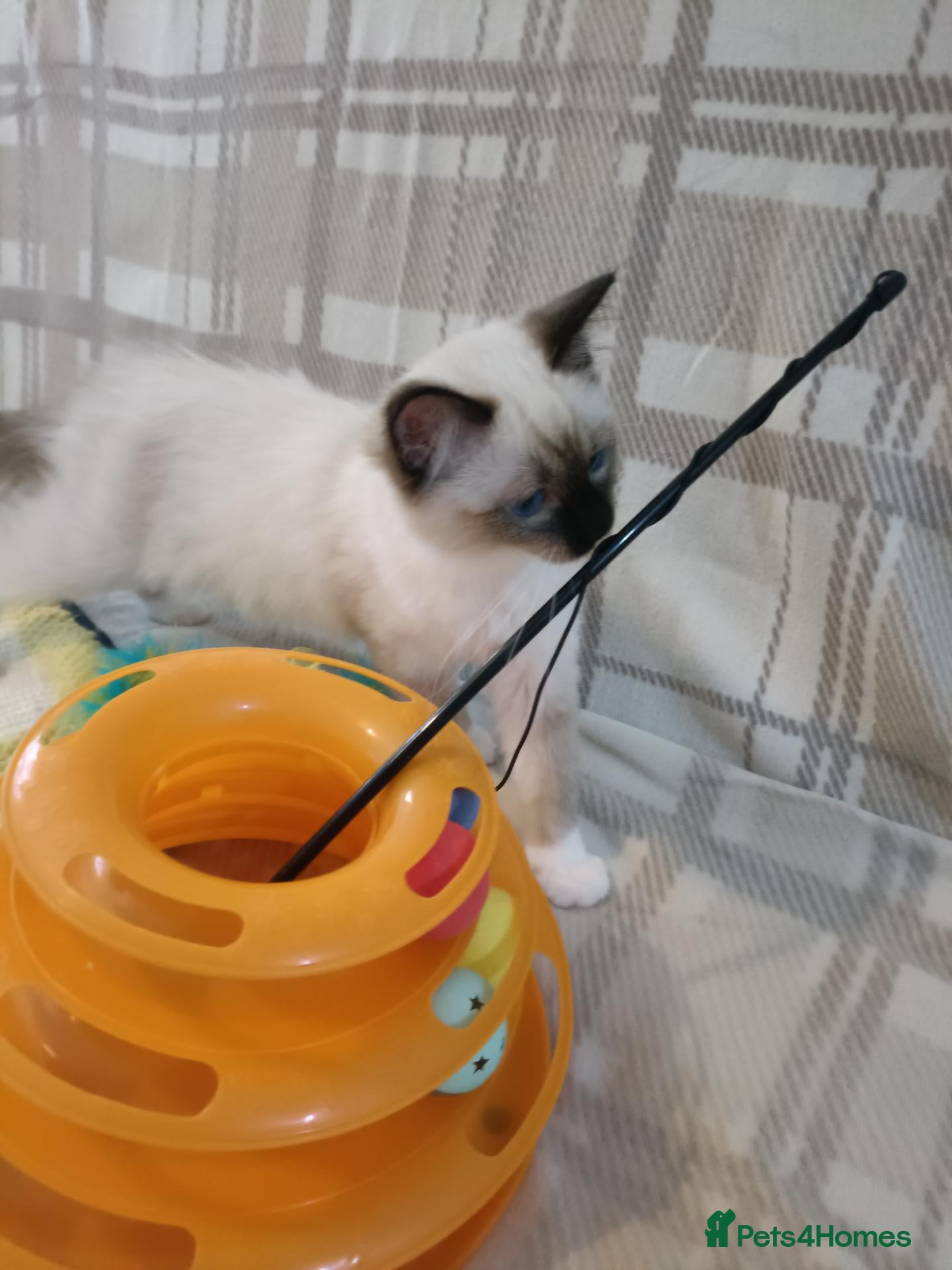 Ragdoll cats GCCF active kittens Champion status Dad - Advert 5