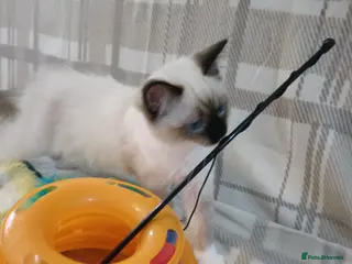 Ragdoll cats GCCF active kittens Champion status Dad - Advert 5