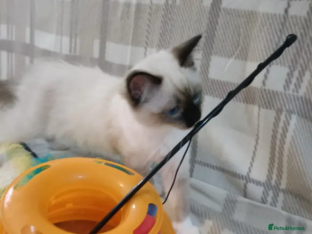 Ragdoll cats GCCF active kittens Champion status Dad - Advert 5