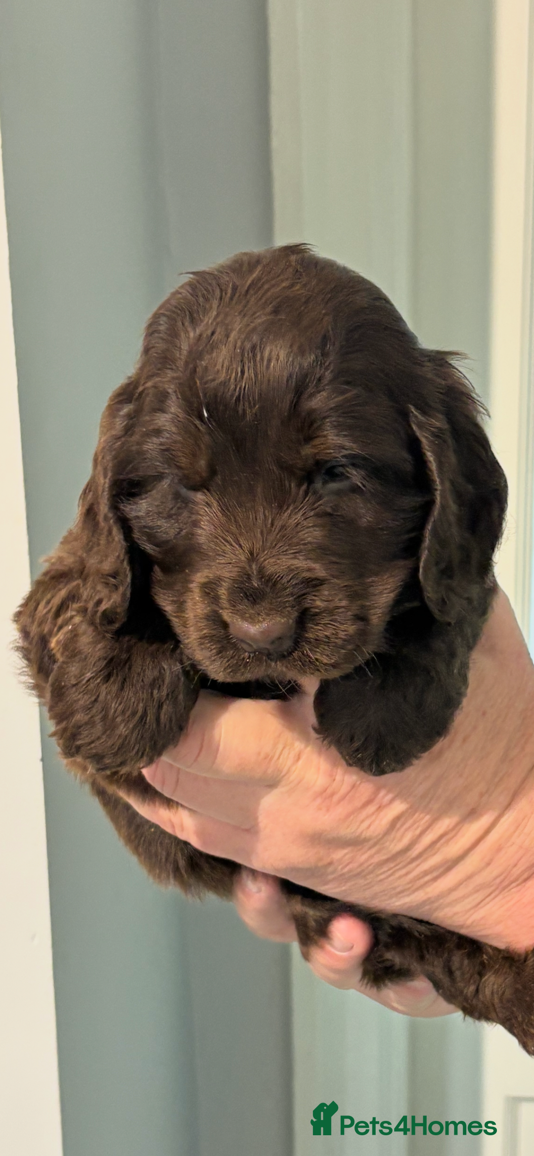 Cocker Spaniel dogs for sale:  Show Cocker spaniel puppies - Image 10