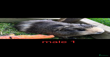 Guinea Pig rodents 2 pairs of guinea pigs + 1 single - Advert 7