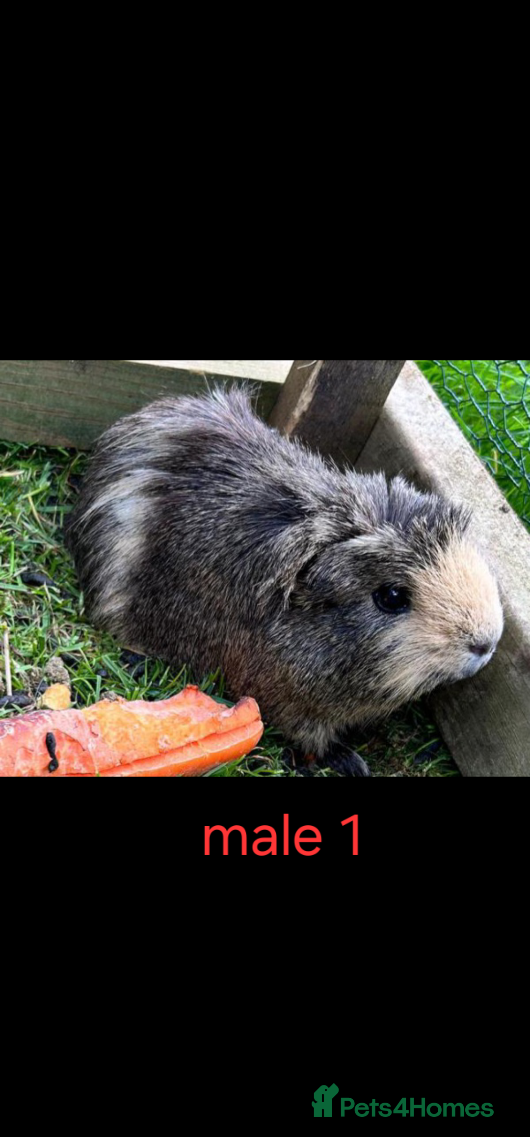 Guinea Pig rodents for sale: 2 pairs of guinea pigs + 1 single - Advert 3