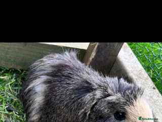 Guinea Pig rodents 2 guinea pigs - Advert 15