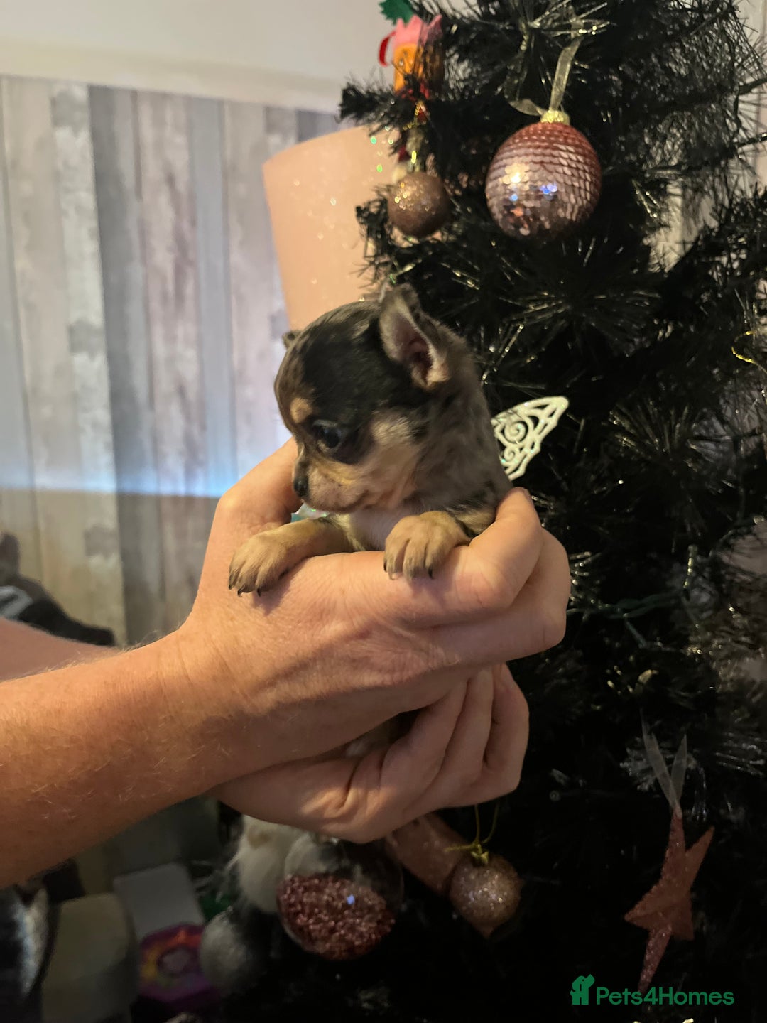 Chihuahua dogs for sale: Chihuahua puppys - Advert 4