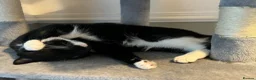 Mixed Breed cats for sale: Tommy 4yr/o tuxedo cat rehome in Leeds - Advert 4