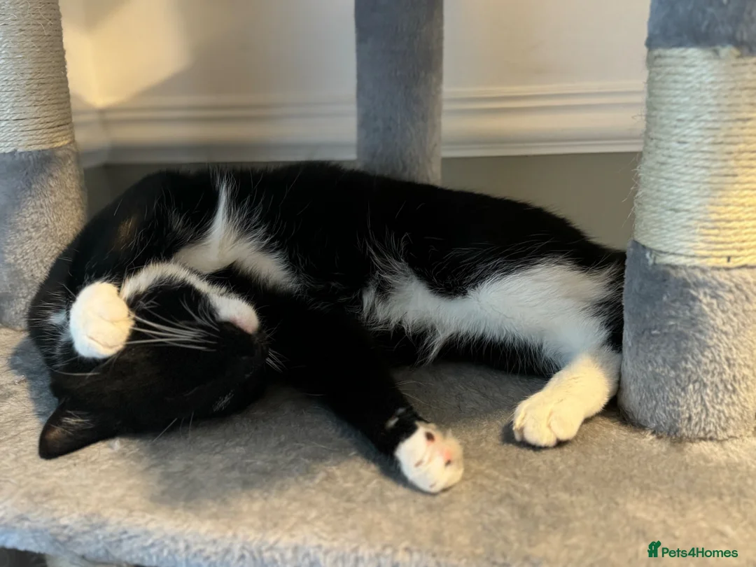 Mixed Breed cats for sale: Tommy 4yr/o tuxedo cat rehome in Leeds - Advert 4