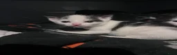 Mixed Breed cats for sale: Beautiful kittens for sale - Advert 10