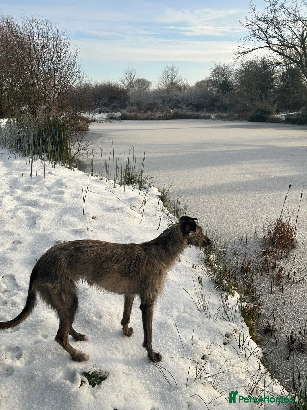Lurcher dogs for sale: 2 year old lurcher - Advert 8