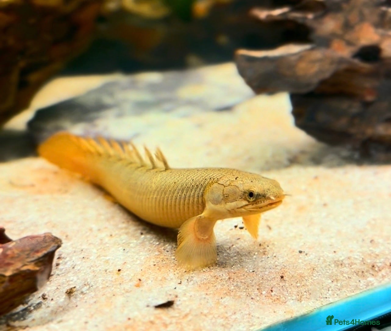 Other/Mixed Breed fish XL Senegal Bichir +15cm - Advert 2