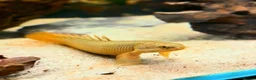 Other/Mixed Breed fish for sale: XL Senegal Bichir +15cm - Advert 1