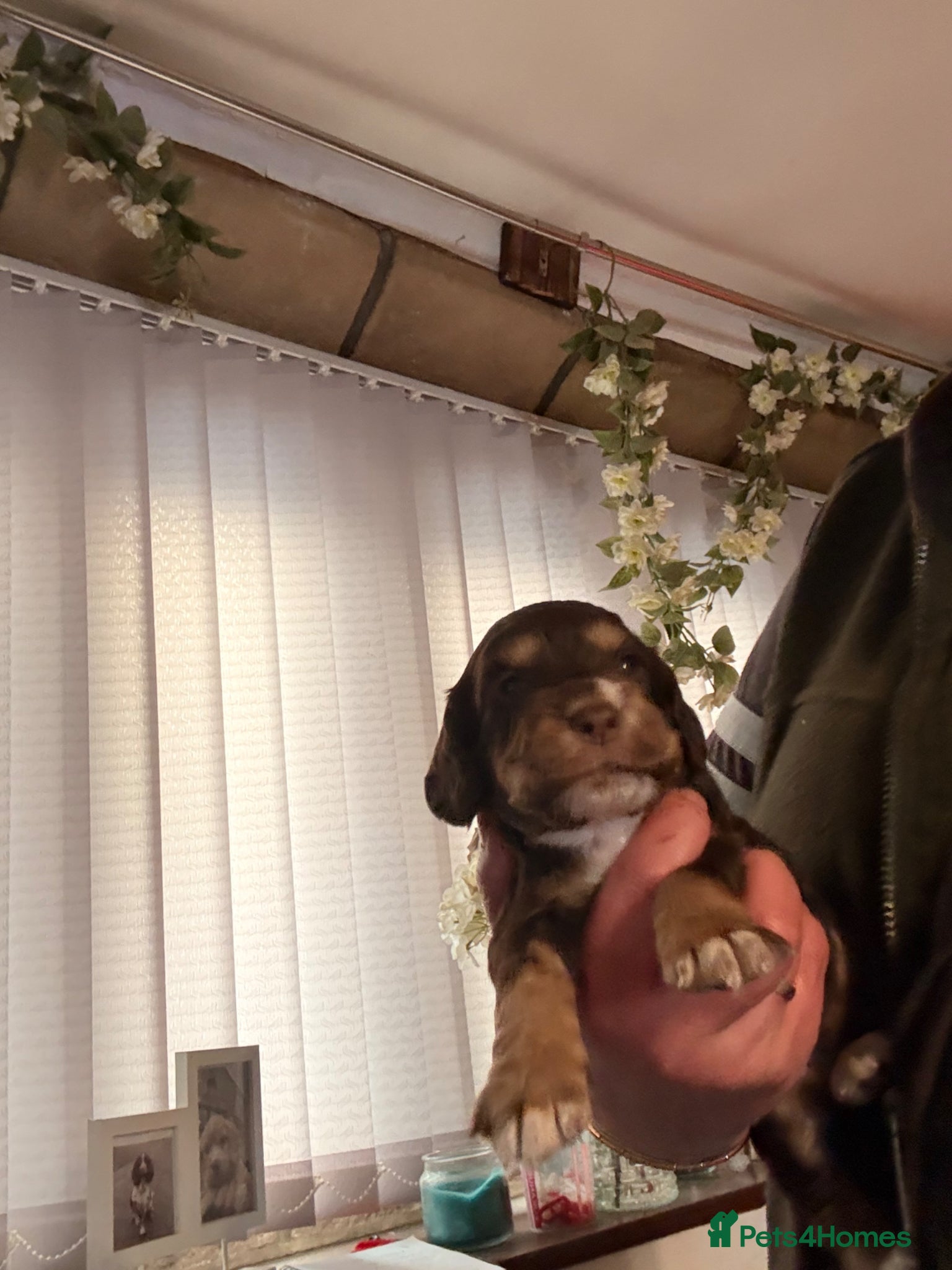 Cocker Spaniel dogs Stunning dna tested cocker spaniels  - Advert 2